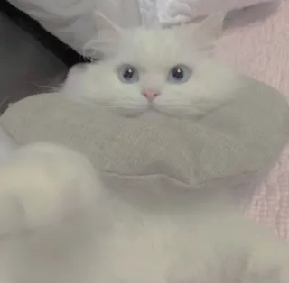 🪐 cat, white, animal, cute, domestic, pet telegram sticker