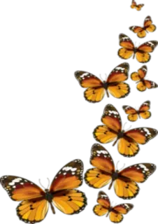✨ @Loveoops ✨ : Flower5 whatsapp stickers