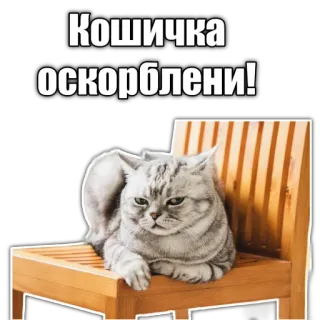 😤 Кошичка оскорблени! cat, kitty, upset, offended telegram sticker