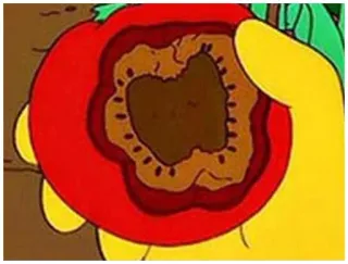 🍅 tomato, food, vegetable, fruit, hand, holding telegram sticker