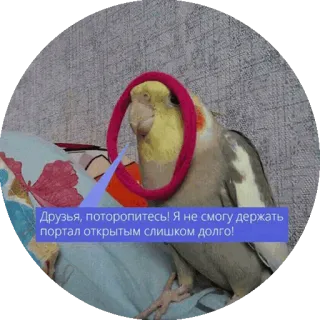 😳 Друзья, поторопитесь! Я не смогу держать портал открытым слишком долго! vogel, portaal, valkparkiet, dier telegram sticker
