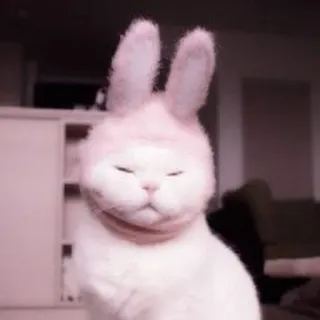 🐈 кот, заяц, милый, животное, питомец, уши telegram sticker