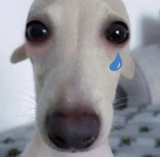 😢 Hund, traurig, weinen, Tier, Haustier, Tränen telegram sticker