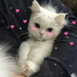 🩹 cuddle me plz Katze, Kätzchen, süß, Herzen, weiß, kuscheln whatsapp sticker