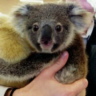 🐨 koala, animal, cute, marsupial, wildlife, australia telegram sticker
