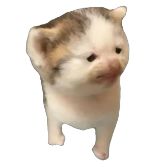 😕 cat, kitten, cute, animal, meme telegram sticker