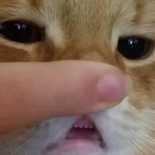 🥴 kot, zwierzę, zwierzak, palec, śmieszne, mem, pomarańczowy, zbliżenie telegram sticker