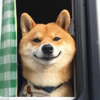 🙃 anjing, Shiba Inu, binatang, imut, senyum whatsapp sticker