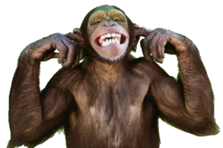 🔇 scimmia, animale, primate, orecchie whatsapp sticker