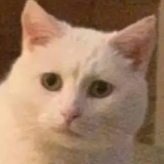 🐱 猫, 動物, ペット, 白猫, ミーム, 面白い, かわいい telegram sticker