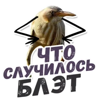 🙈 ЧТО случилось БЛЭТ 鸟, 俚语, 搞笑, 表情包 telegram sticker