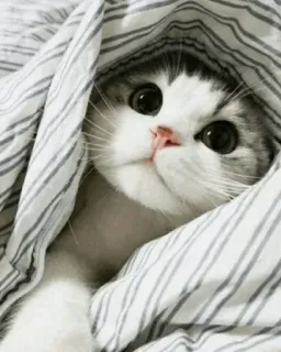 😢 Katze, Kätzchen, süß, Tier, Haustier, Decke, gestreift, Hauskatze, verstecken telegram sticker