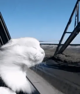 😹 @icudog cat, cute, pet, animal, car, window telegram sticker