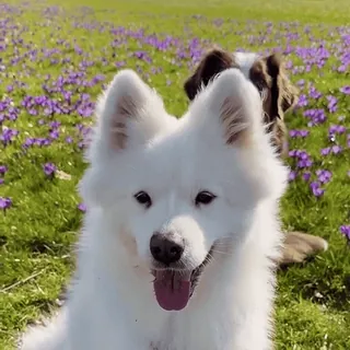 🤗 Hund, Samojede, süß, Tier, Haustier, weißer Hund, Haustier telegram sticker