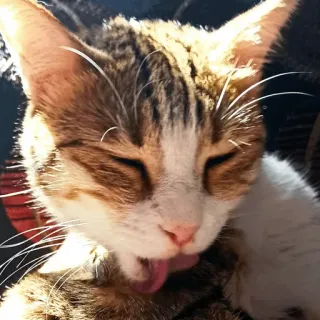 😝 gatto, leccare, animale, animale domestico, felino, gatto domestico telegram sticker