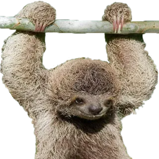 🥴 con lười, động vật, dễ thương, cây, động vật có vú telegram sticker