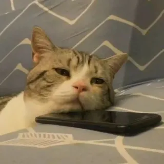 😞 cat, phone, animal, pet, domestic telegram sticker