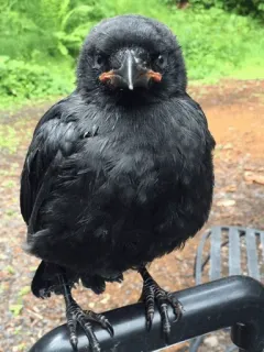 ⚫️ burung, gagak, hewan, hitam, satwa liar telegram sticker