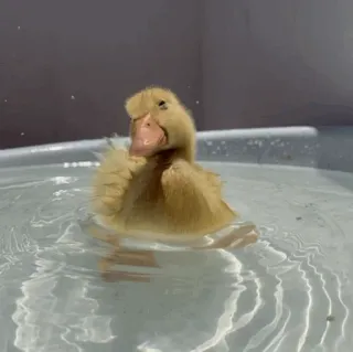 🛁 patinho, pato, nadando, água, fofo, animal, amarelo telegram sticker