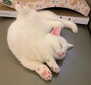 🍑 PURRYTAIL cat, sleeping, white, animal, cute, pet, domestic telegram sticker