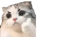 👍 cat, animal, sticker, thumbs up, cute, meme telegram sticker