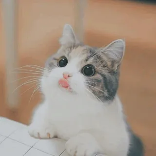 🐱 kot, słodki, uroczy, zwierzę, zwierzę domowe, kociak telegram sticker