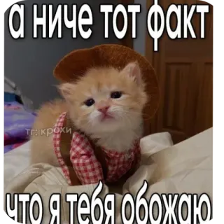 🐱 а ниче тот факт что я тебя обожаю whatsapp sticker