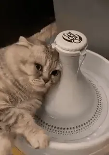 😞 360 gato, agua, fregadero, mascota, animal whatsapp sticker