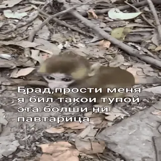 🐵 Брад, прости меня я бил такой тупой эта больши ни павтарица mono, disculpa, texto, animal, naturaleza, ruso whatsapp sticker