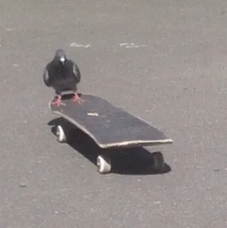 ⚫️ merpati, burung, skateboard, hewan, skating, urban, kota telegram sticker