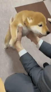 😁 犬, ペット, 動物, 柴犬, 可愛い, 子犬, 犬 抱っこ telegram sticker