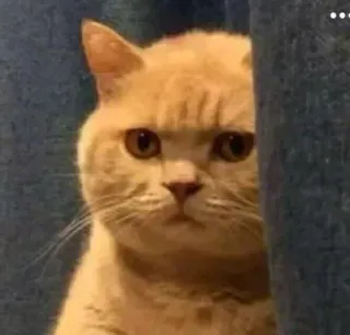 🐈 gatto, animale, carino, animale domestico, divertente, meme, serio whatsapp sticker
