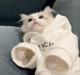 💓 VENCHY
PARIS кот, котенок, толстовка, животное, милый, питомец, мода whatsapp sticker