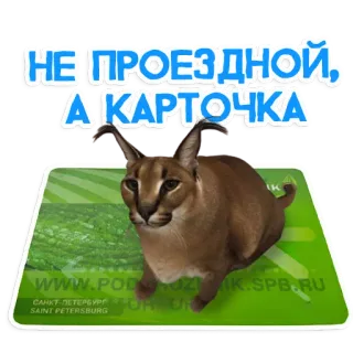 Большой Петербургский кот telegram stickers