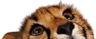 👀 cheetah, animal, cat, wildlife, eyes, mammal whatsapp sticker