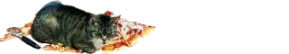 🍕 cat, pizza, food, animal, pet, cute, domestic telegram sticker