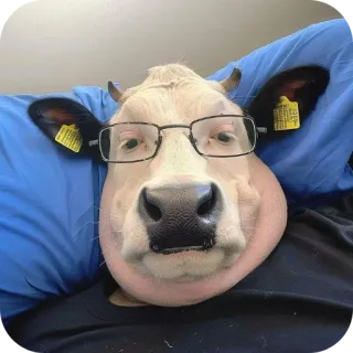 🤓 cow telegram sticker