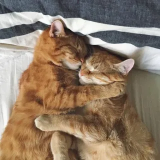 🥰 кот, коты, рыжий табби, полосатый кот, животные, милый, спящий, обниматься telegram sticker