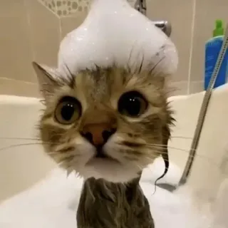 🛁 cat, bath, bubbles, animal, cute telegram sticker