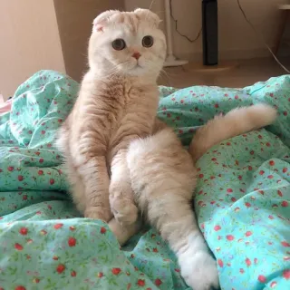 🥺 cat, pet, Scottish Fold, animal, cute, domestic cat, feline telegram sticker