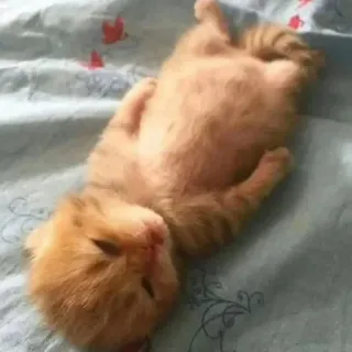🤩 chaton, chat, mignon, animal de compagnie, animal, dormir, orange, domestique whatsapp sticker