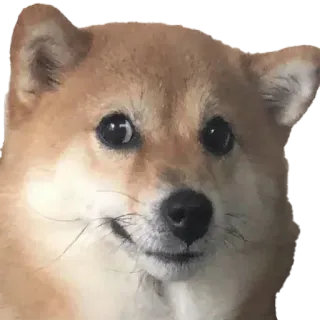 😐 dog, shiba inu, animal, meme, pet telegram sticker