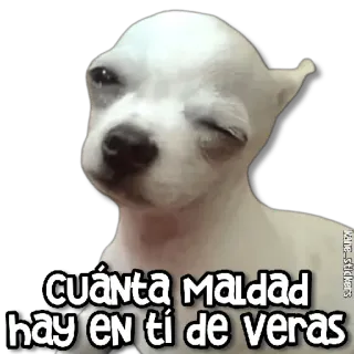 🤪 cuánta MALDAD hay en ti de veras 狗, 梗, 可爱, 吉娃娃 whatsapp sticker