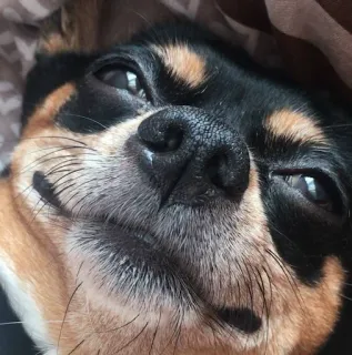 ☺️ perro, chihuahua, animal, mascota, lindo, retrato, cara telegram sticker