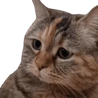 😨 cat, animal, pet, domestic animal, mammal, feline whatsapp sticker