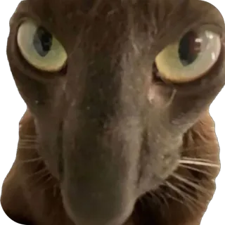 🫥 cat, animal, eyes, portrait, funny, sticker telegram sticker