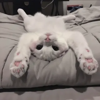 🍄 고양이, 흰 고양이, 새끼 고양이, 귀여운, 동물, 가축, 애완동물 telegram sticker