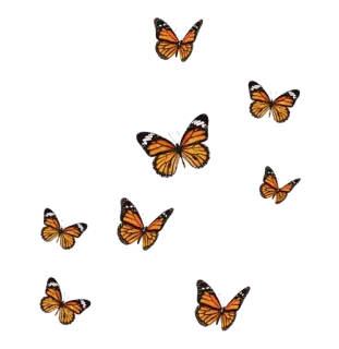 🦋 бабочка, насекомые, природа telegram sticker