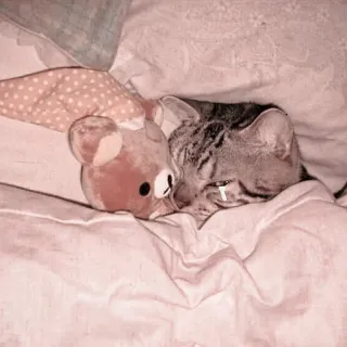 🐈 Katze, Tier, Schlaf, Spielzeug, süß, Haustier, Bett whatsapp sticker