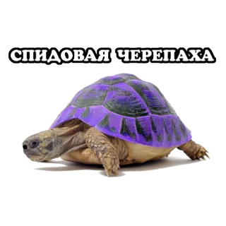 😒 СПИДОВАЯ ЧЕРЕПАХА tortuga, animal, reptil, púrpura, humor, texto ruso telegram sticker